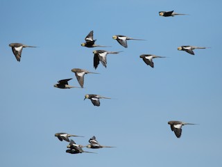 オカメインコ - eBird