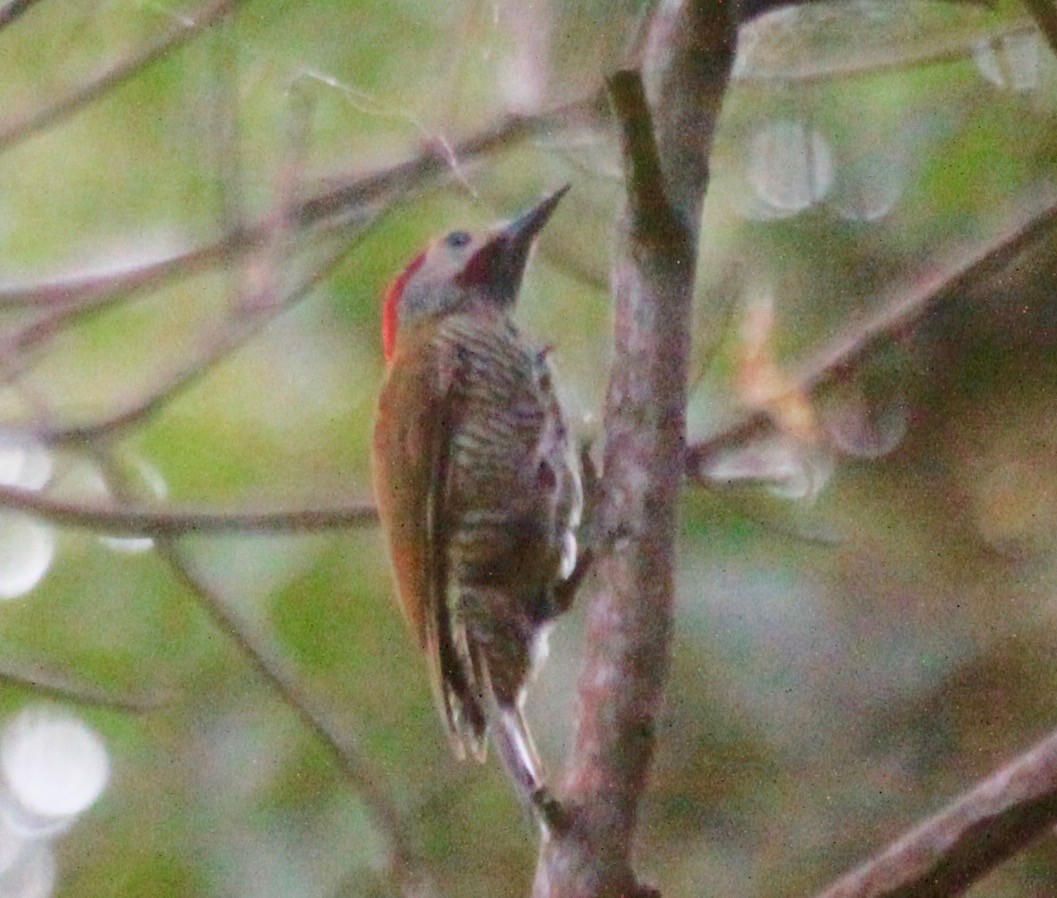 Golden-olive Woodpecker - Roger Clark