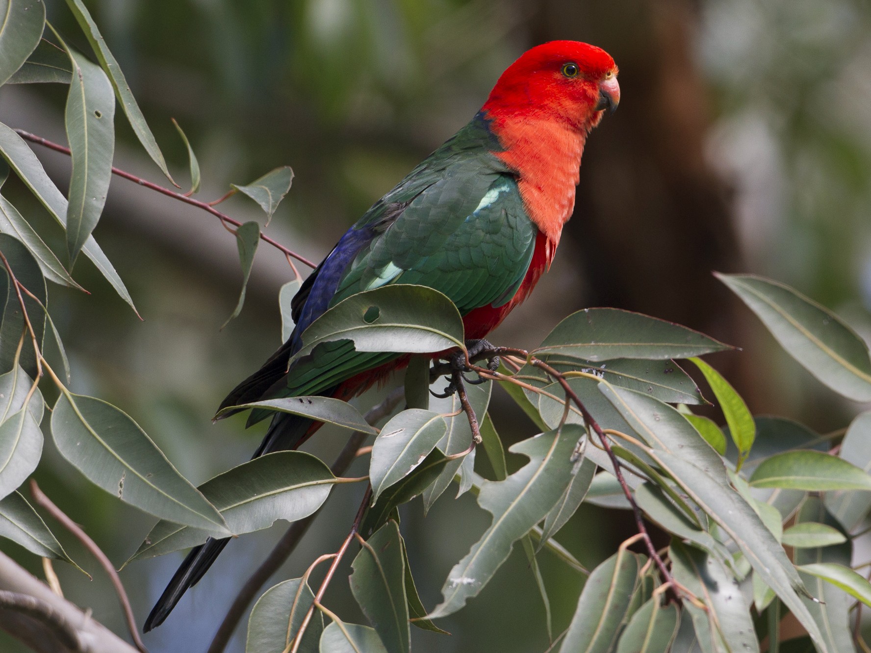 Australian king deals parrot