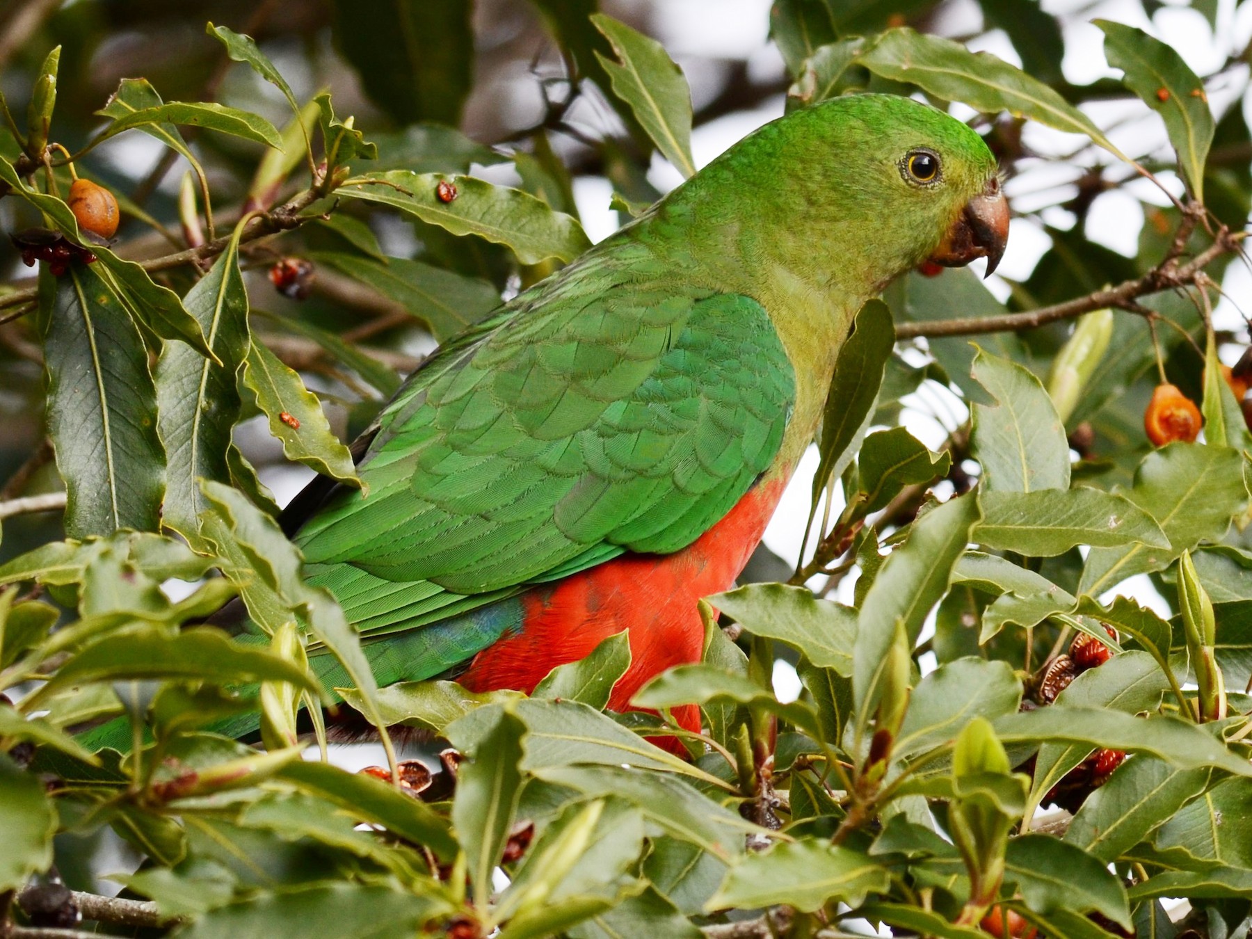 Australian King-Parrot - Stephen Haase