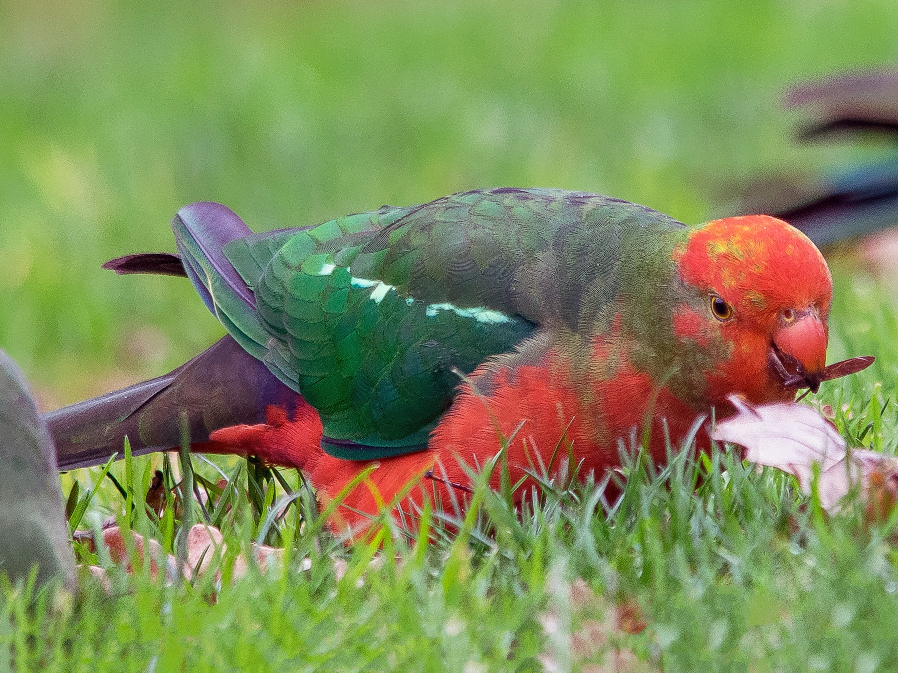 King deals parrot female