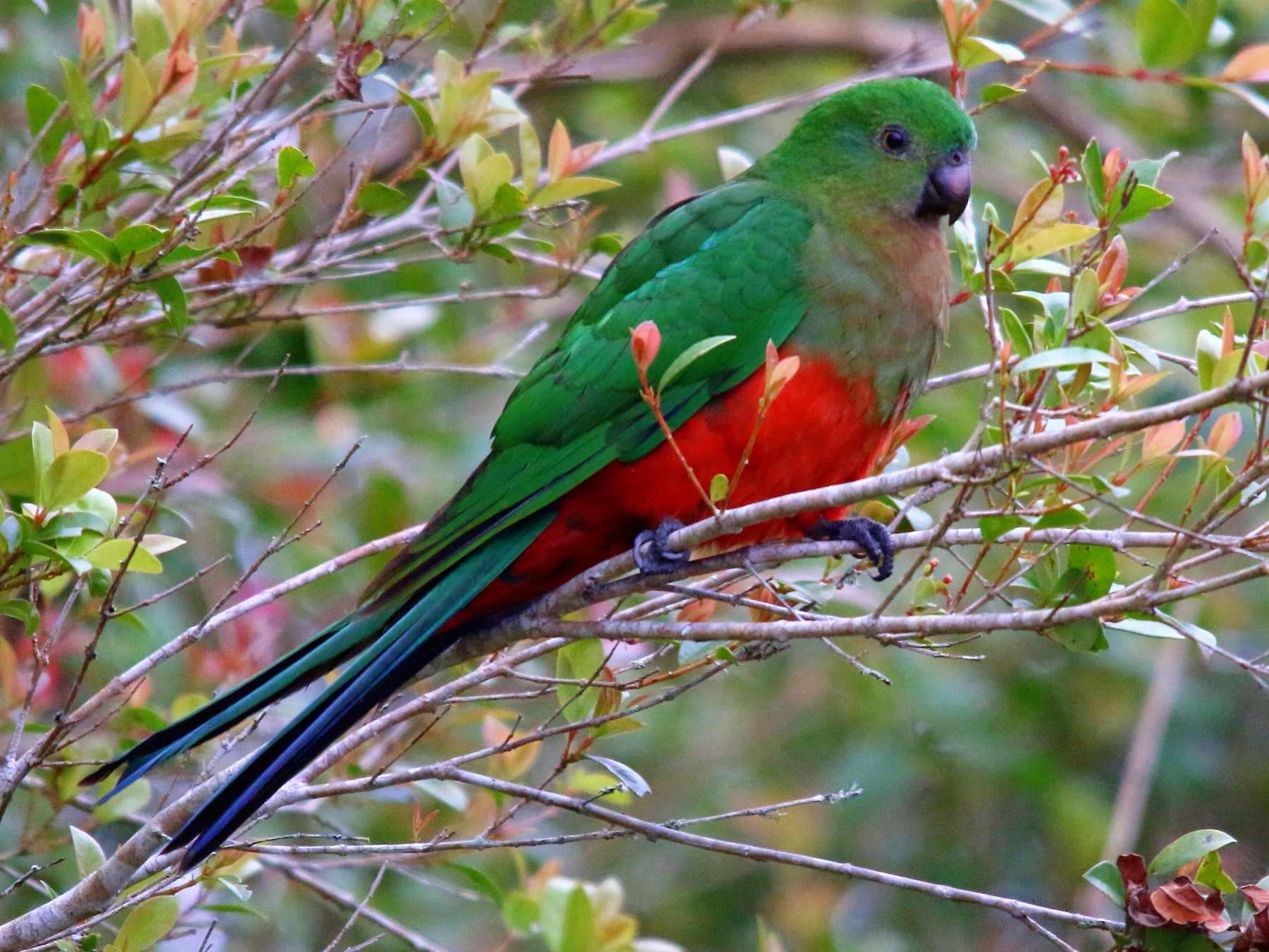 Australian King-Parrot - Alan Atkinson