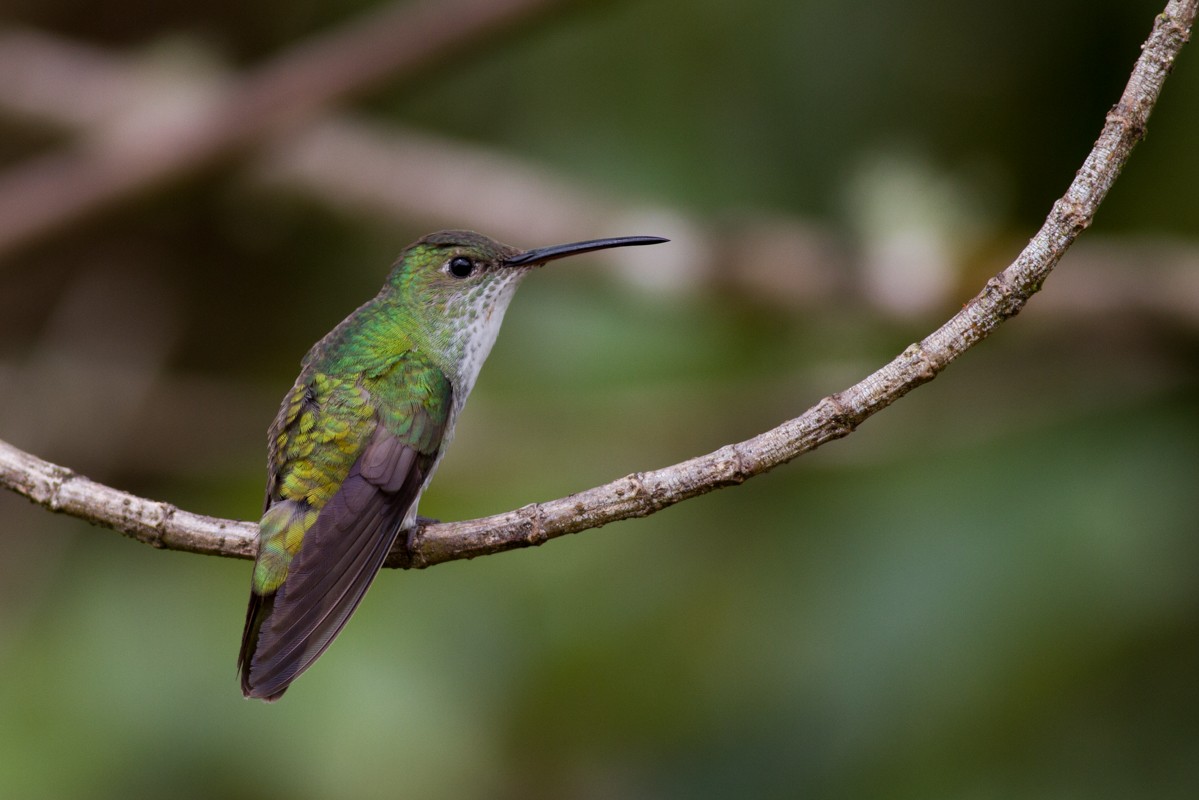 Andean Emerald - ML122710101