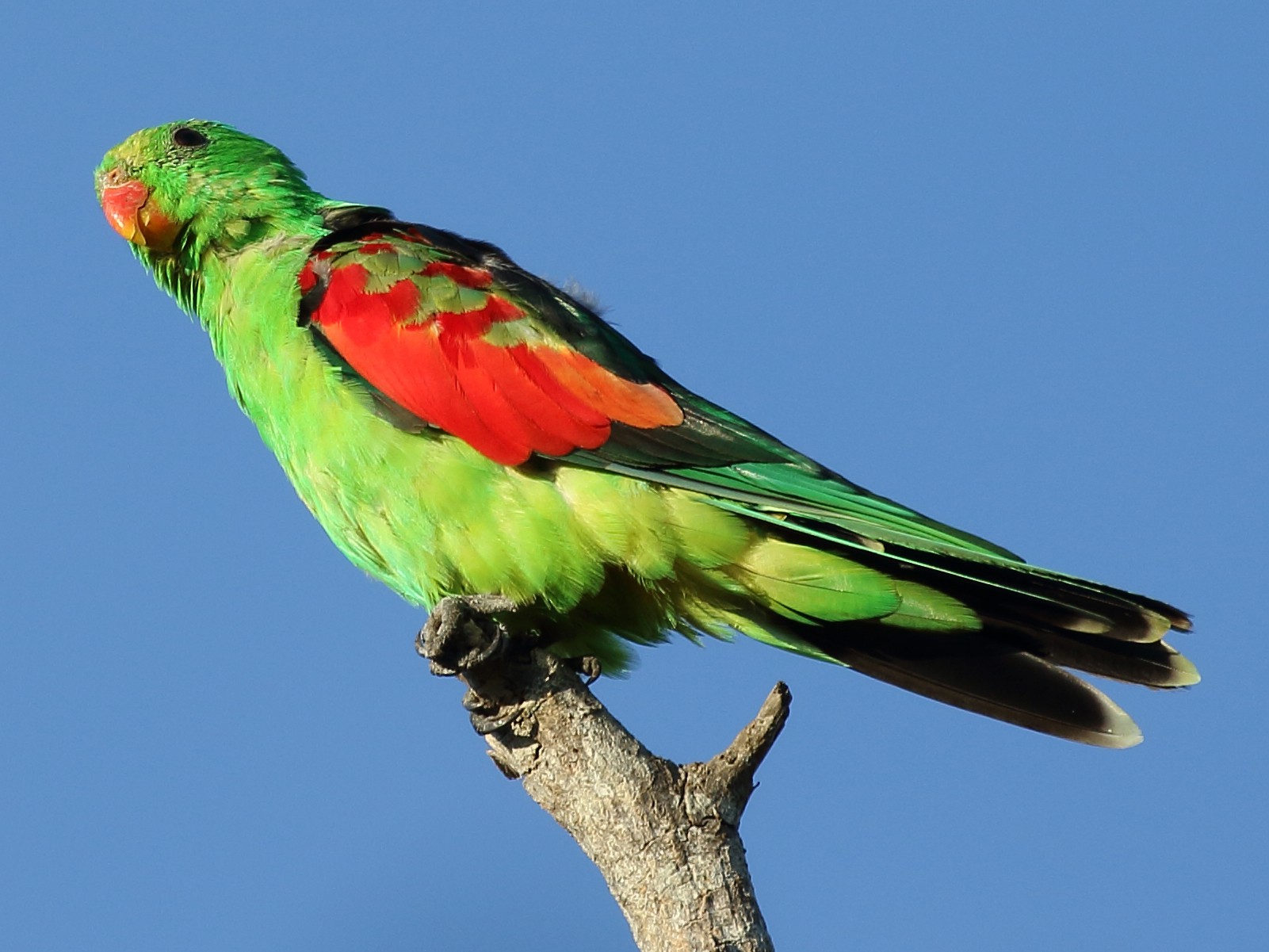 Red-winged Parrot - Michael Rutkowski