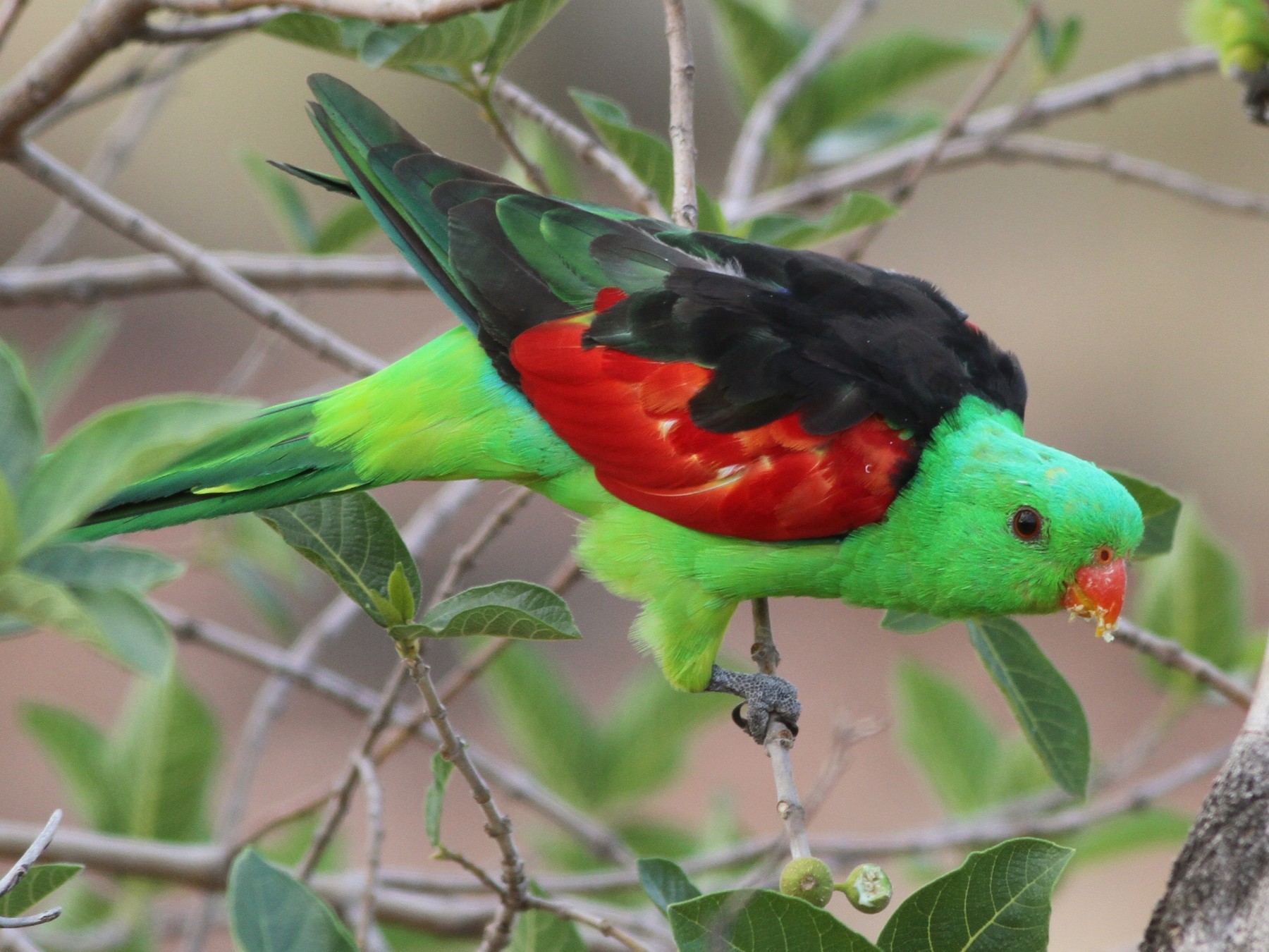 Red store wing parrot