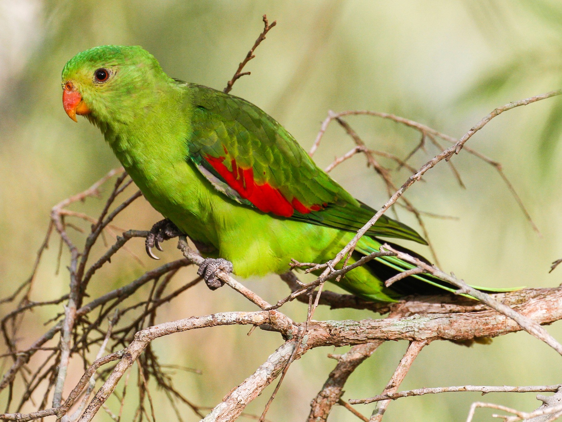 Red-winged Parrot - James Kennerley