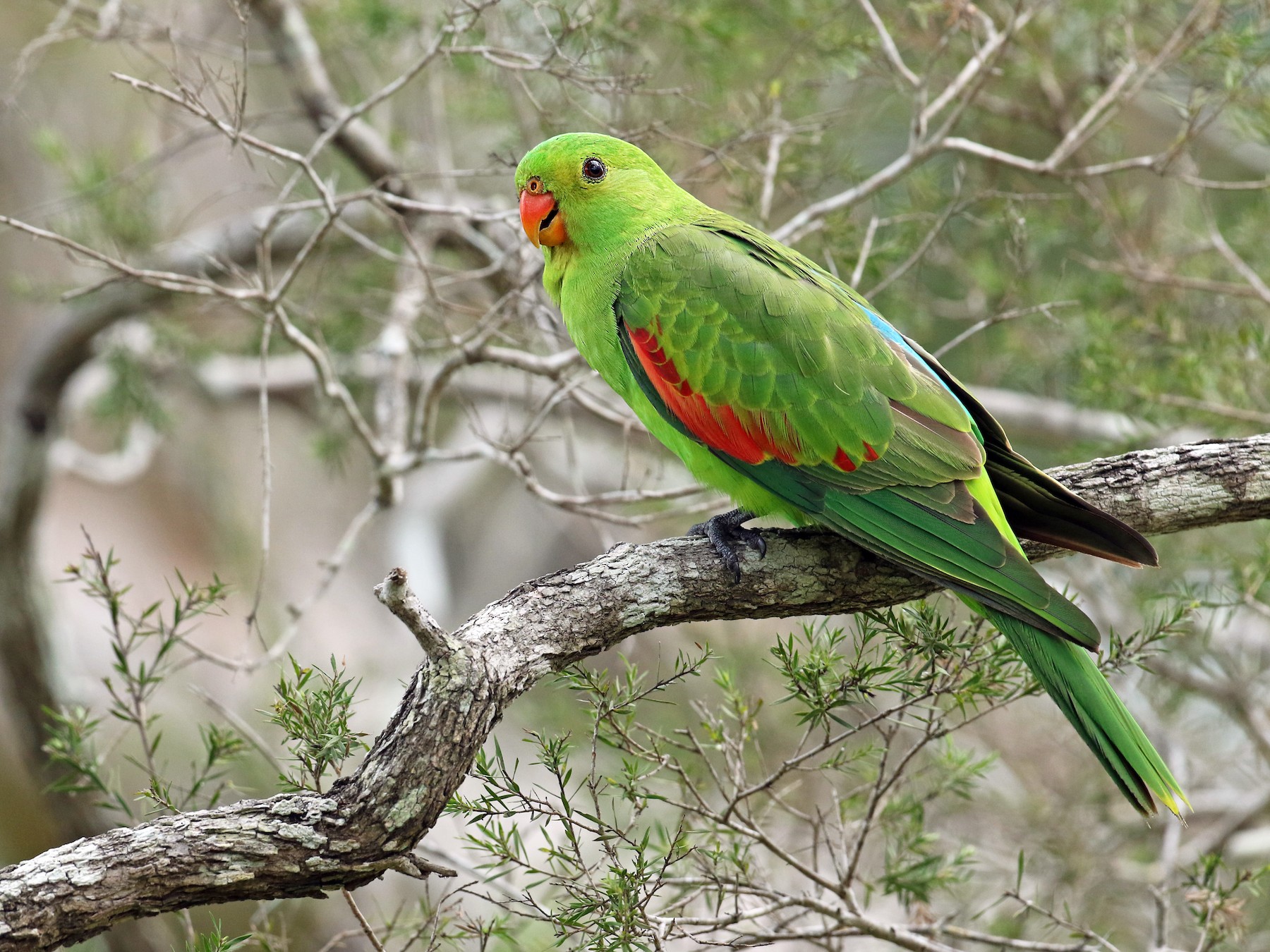 Red-winged Parrot - Anonymous
