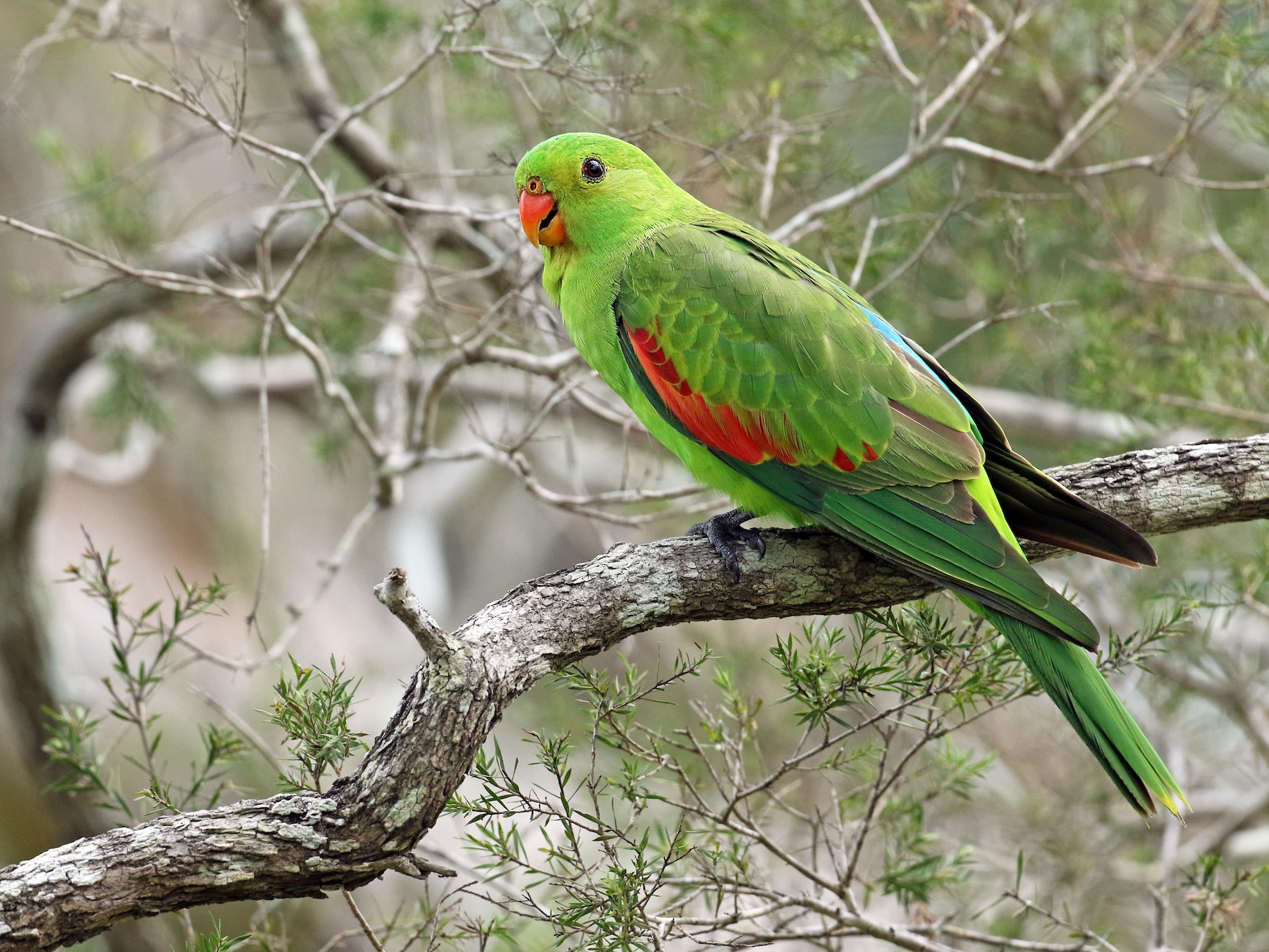 Woman in green bird costume with red wings looking away while