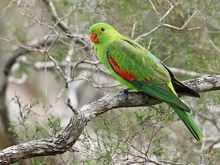 Red-winged Parrot - eBird