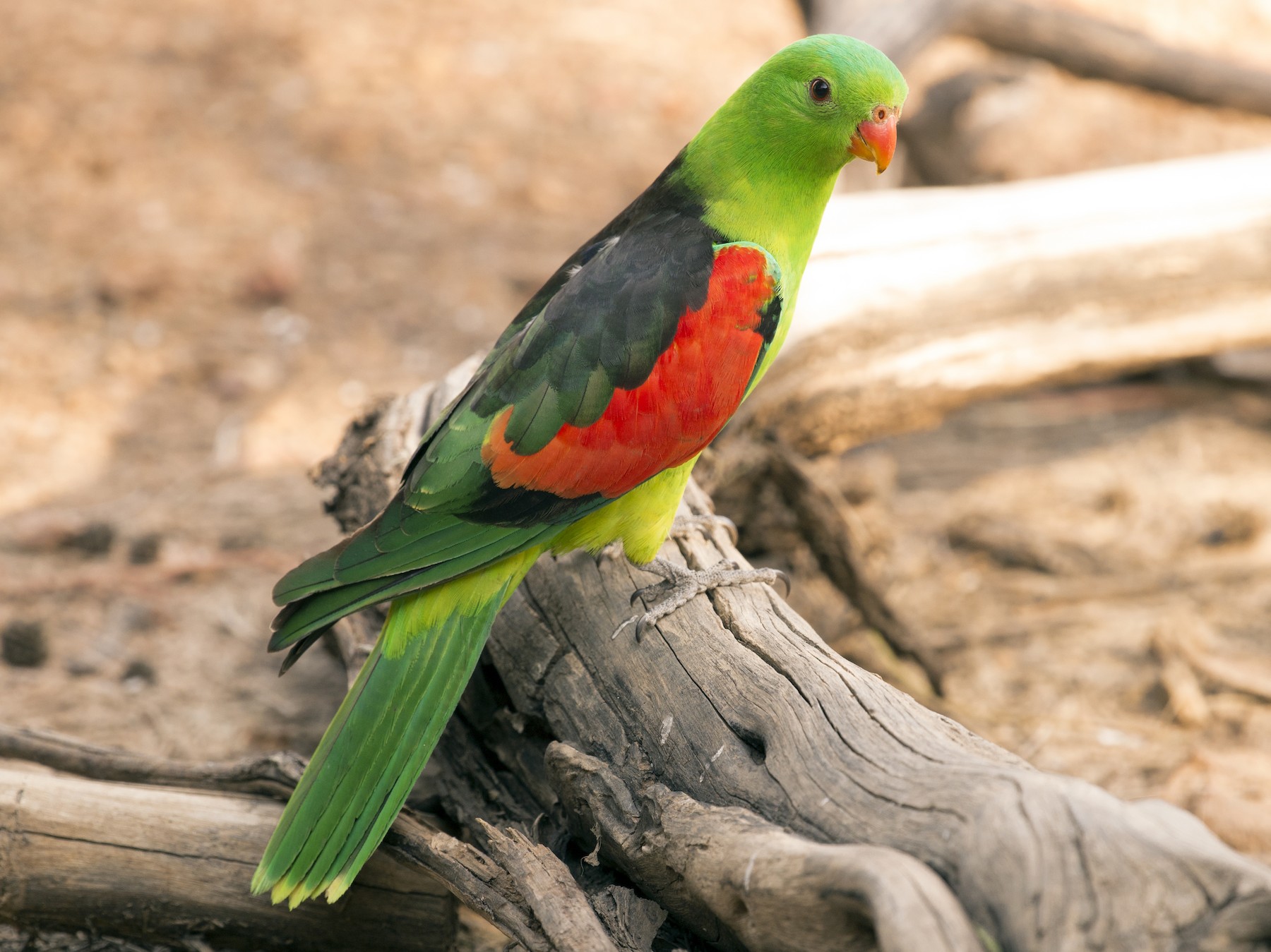 Red-winged Parrot - David King