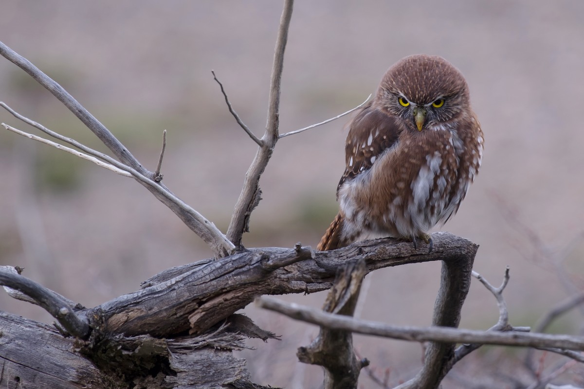 Austral Pygmy-Owl - ML122710951