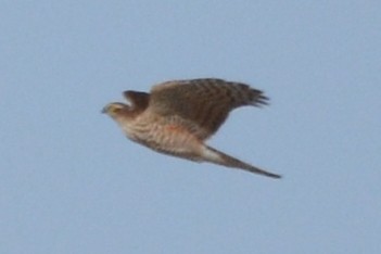 Eurasian Sparrowhawk - ML122712611