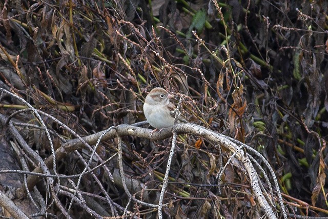 Field Sparrow - Martin Wall