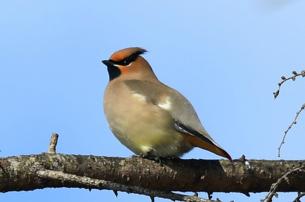 Japanese Waxwing - David Provencher