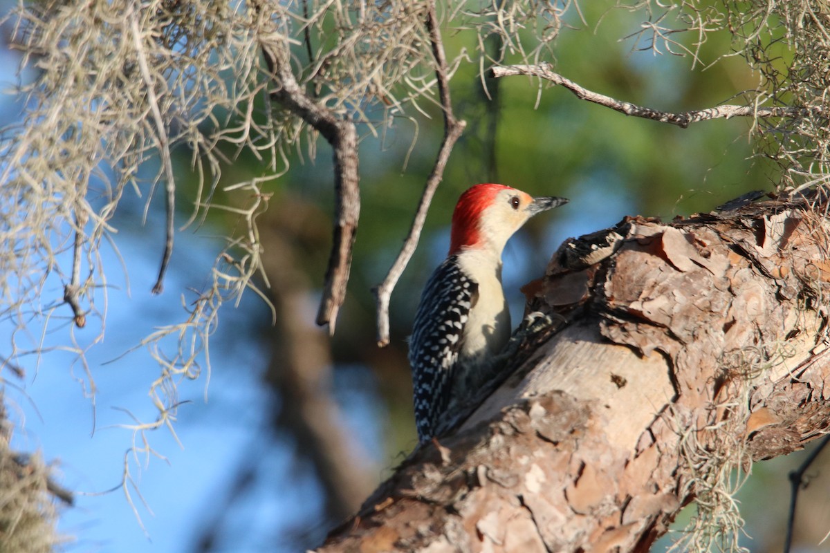 Red-bellied Woodpecker - Louis Sharp