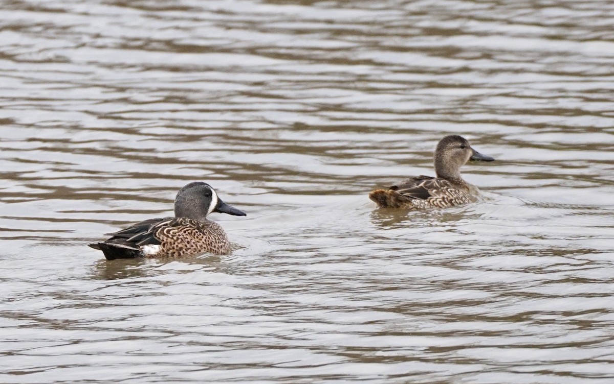 Blue-winged Teal - ML122720001