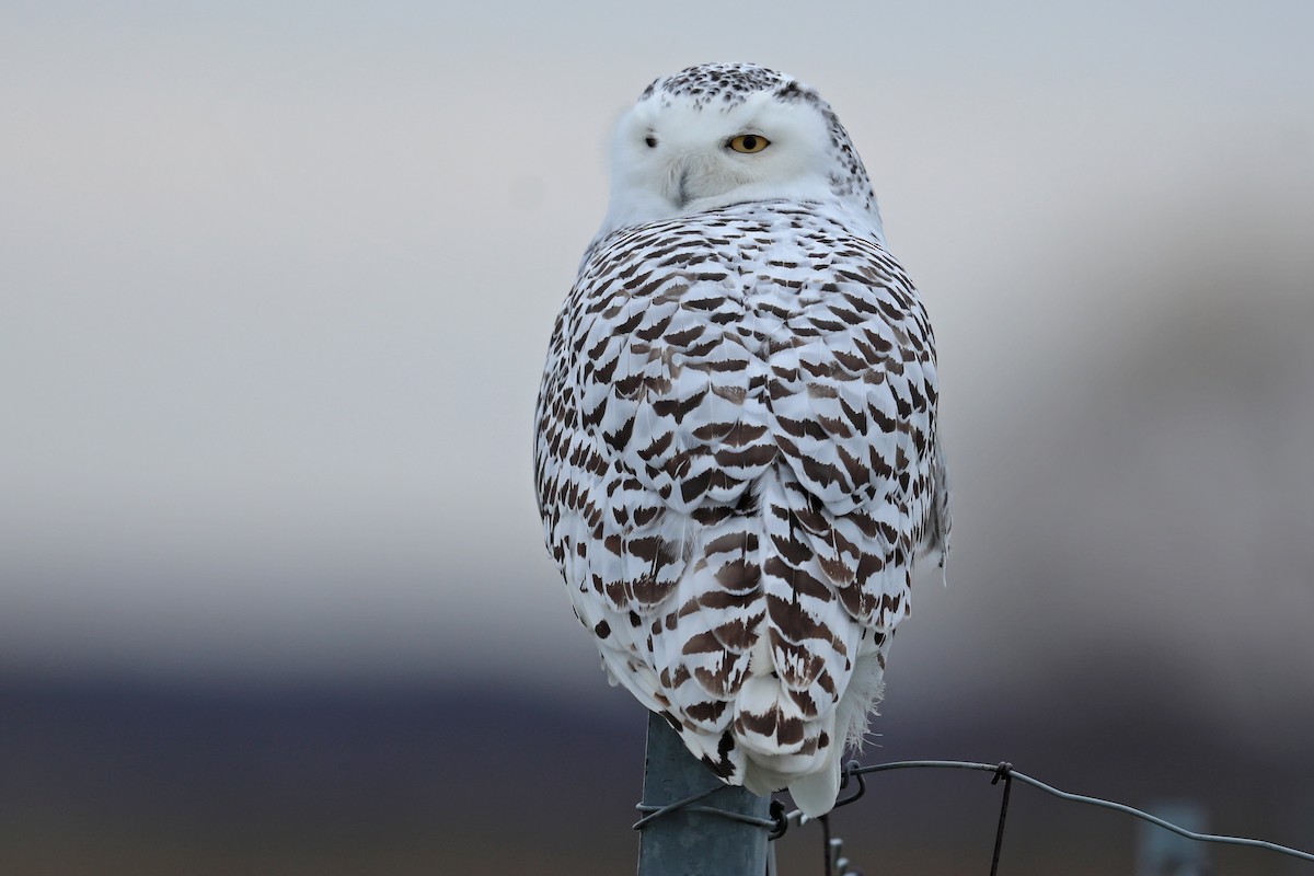 Snowy Owl - Daniel Jauvin