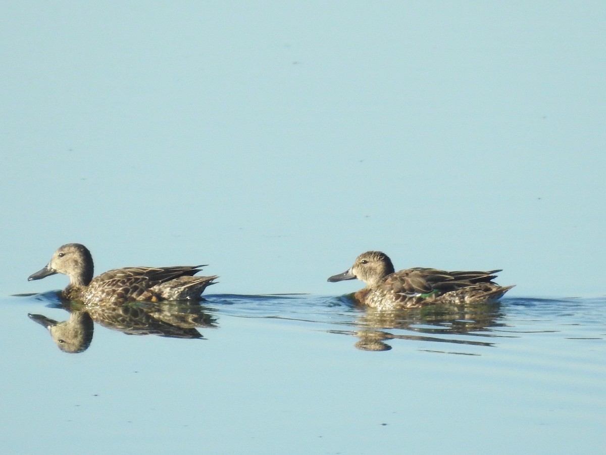 Blue-winged Teal - ML122728391