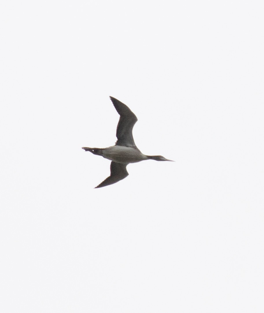 Red-throated Loon - ML122729611