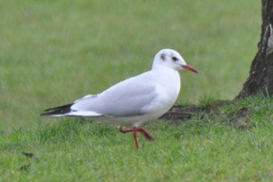 Mouette rieuse - ML122730981