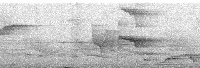 Pabuç Gagalı Tiran (chrysogaster) - ML122735