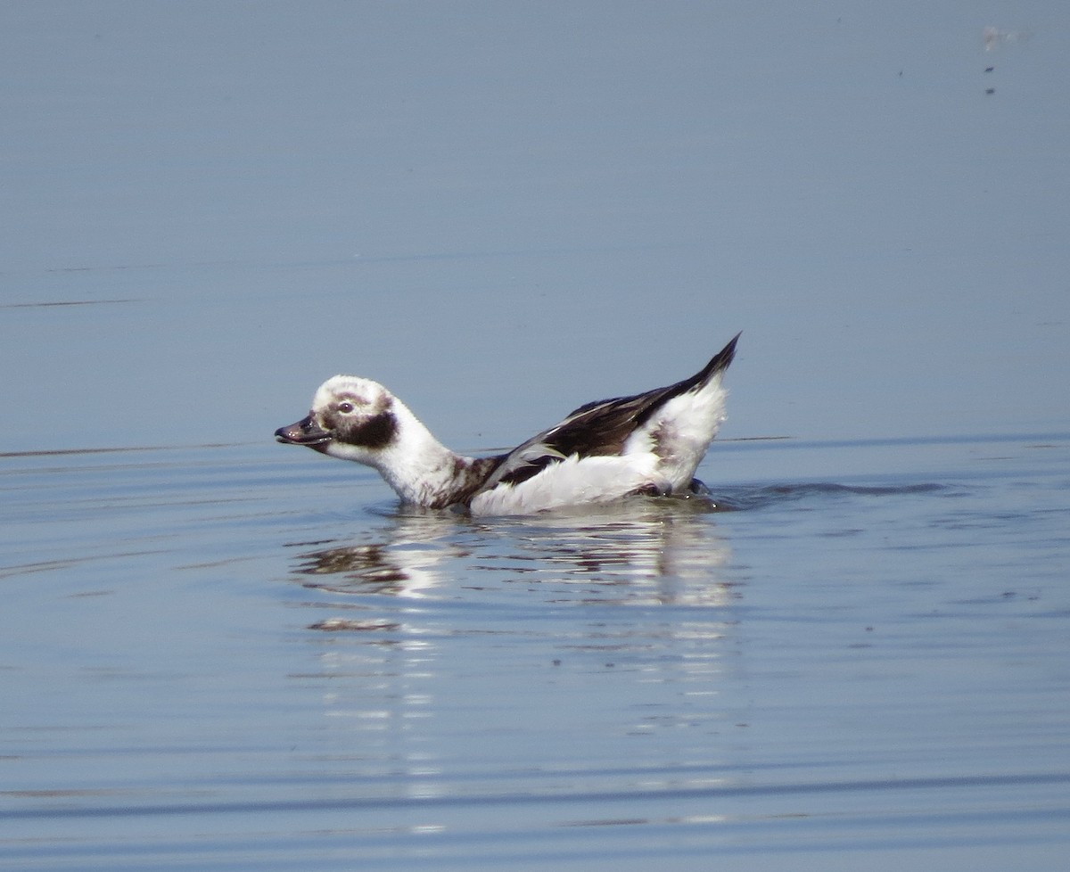 Long-tailed Duck - Brittany O'Connor