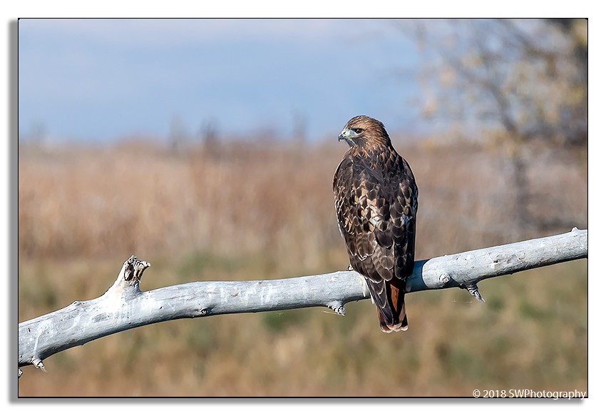 Red-tailed Hawk - Shane Whitlock