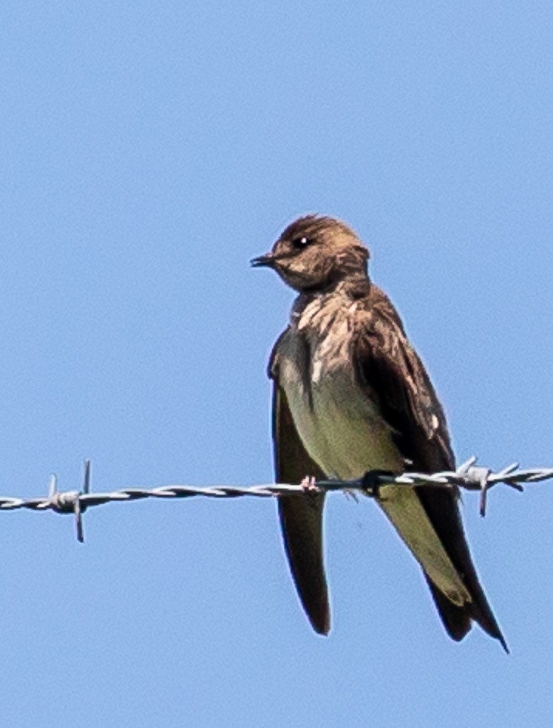 Northern Rough-winged Swallow - ML122736811