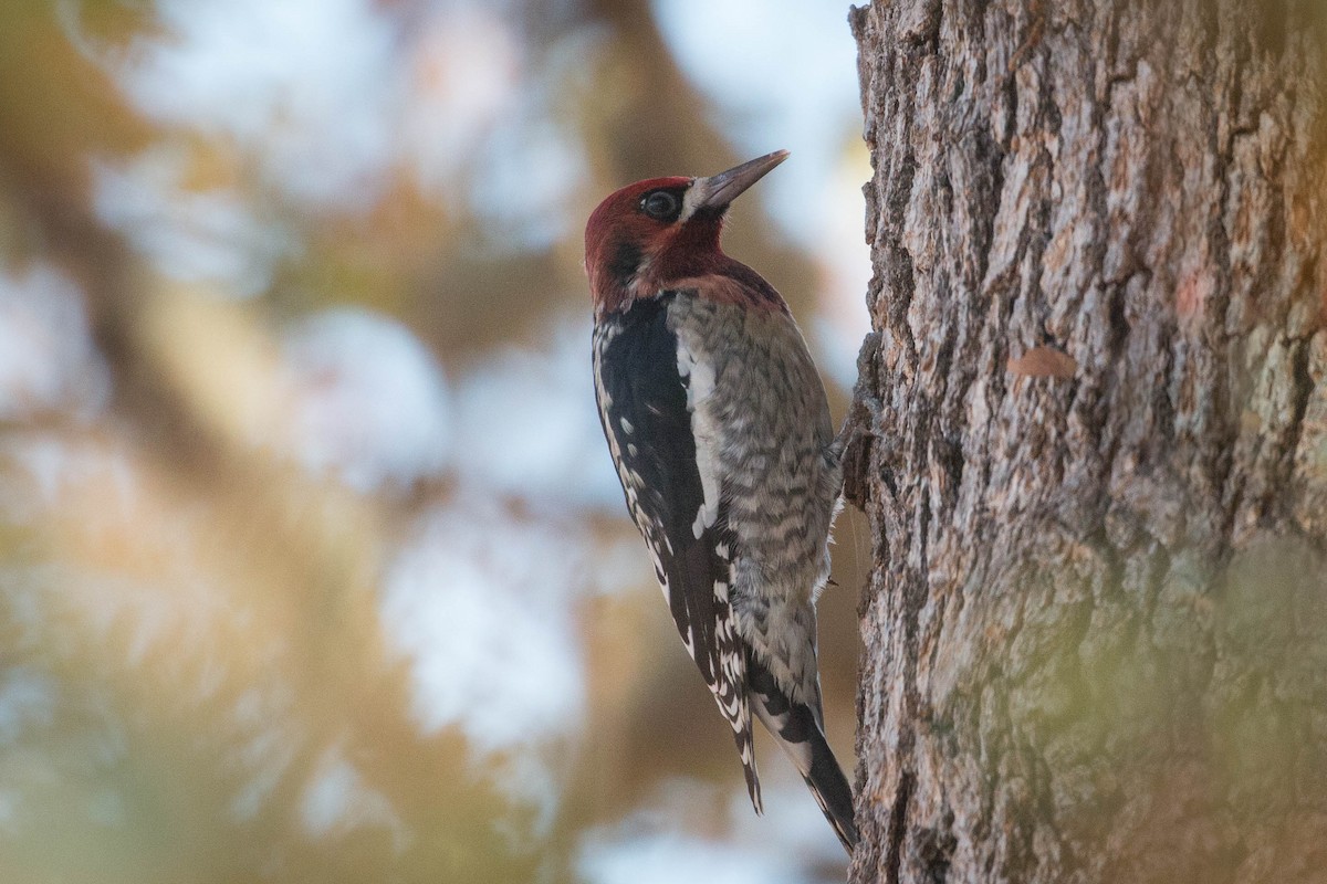 Red-breasted Sapsucker - ML122737971