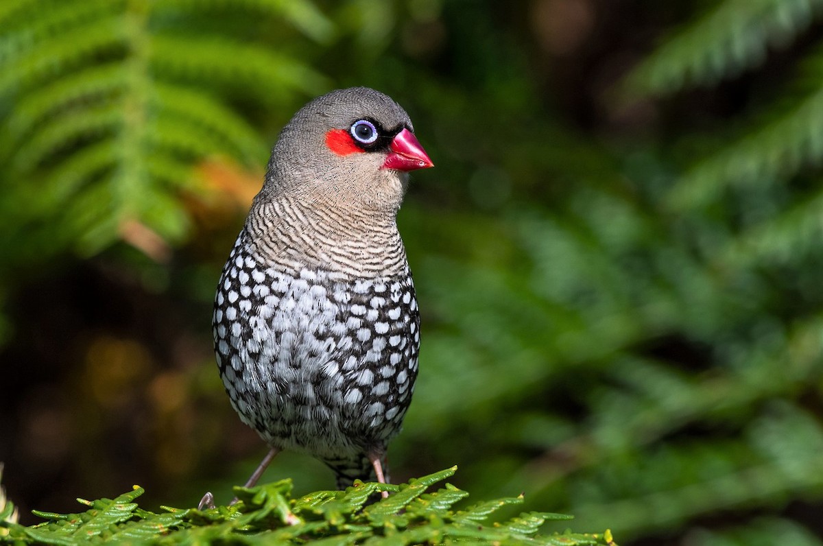 Red-eared Firetail - ML122739301