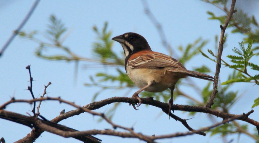 Black-chested Sparrow - ML122740441