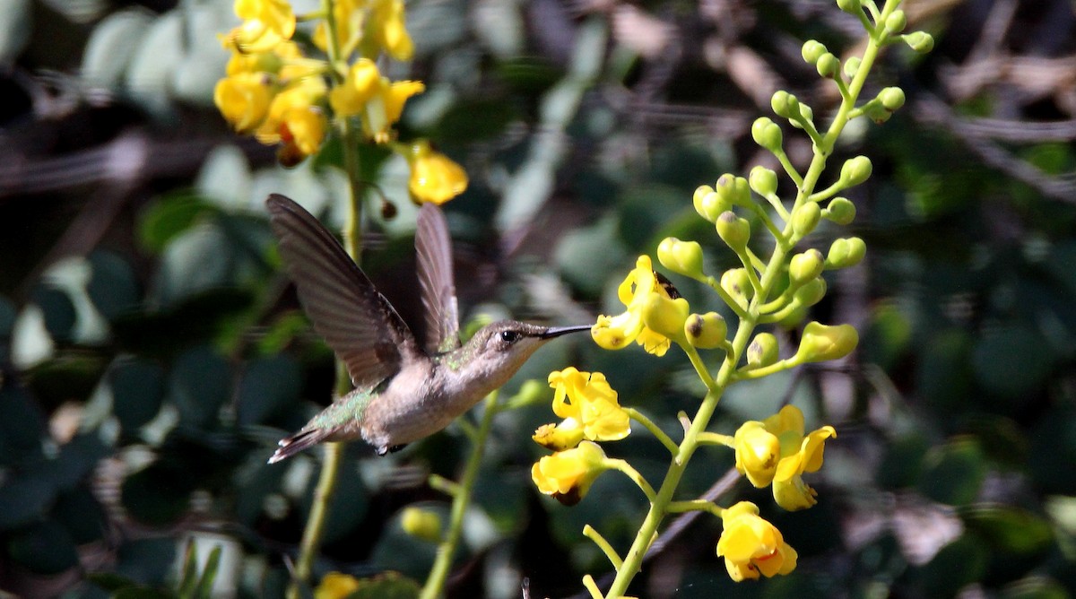 Black-chinned Hummingbird - ML122741641
