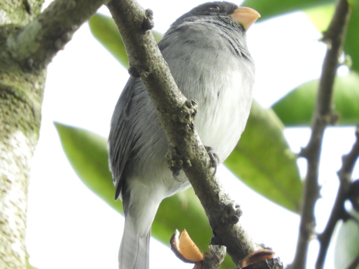 Gray Seedeater - ML122745171