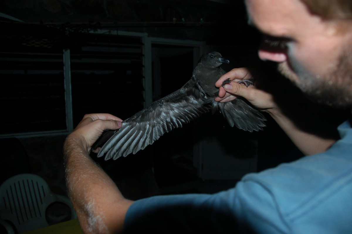Bulwer's Petrel - Dave Andrews