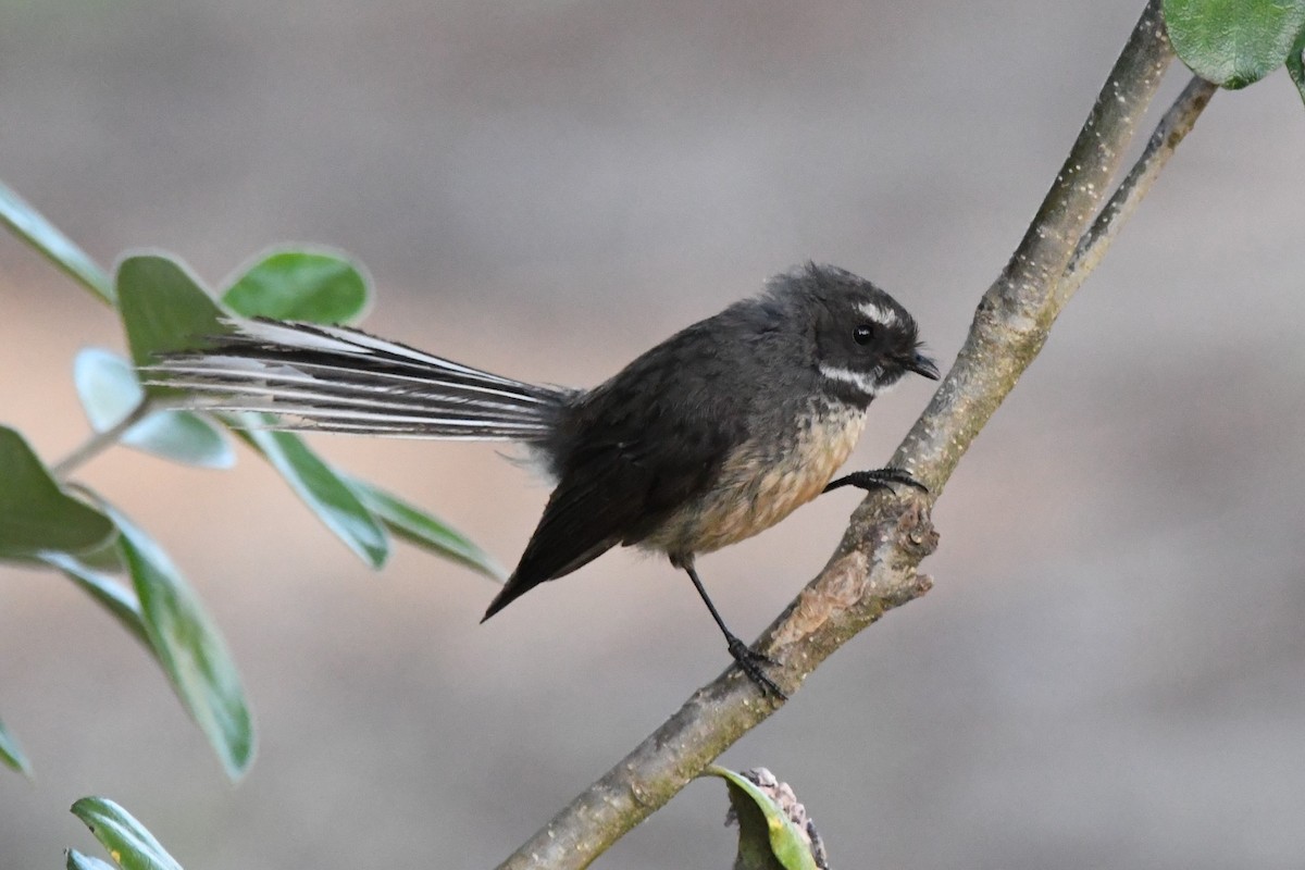 New Zealand Fantail - Cathryn Dippo
