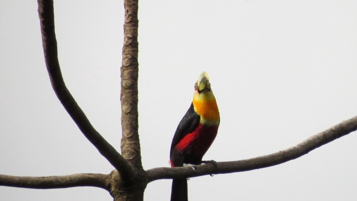 Red-breasted Toucan - ML122747911