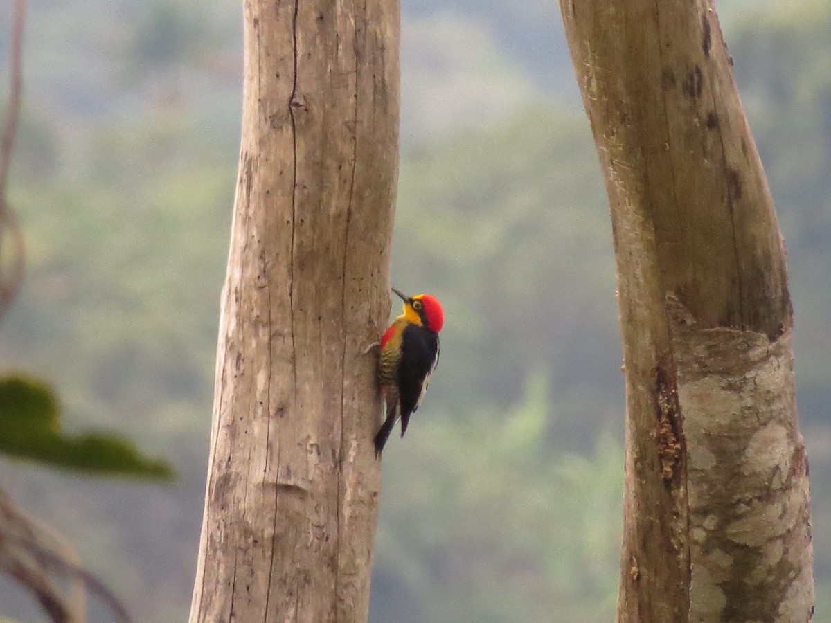 Yellow-fronted Woodpecker - ML122748051