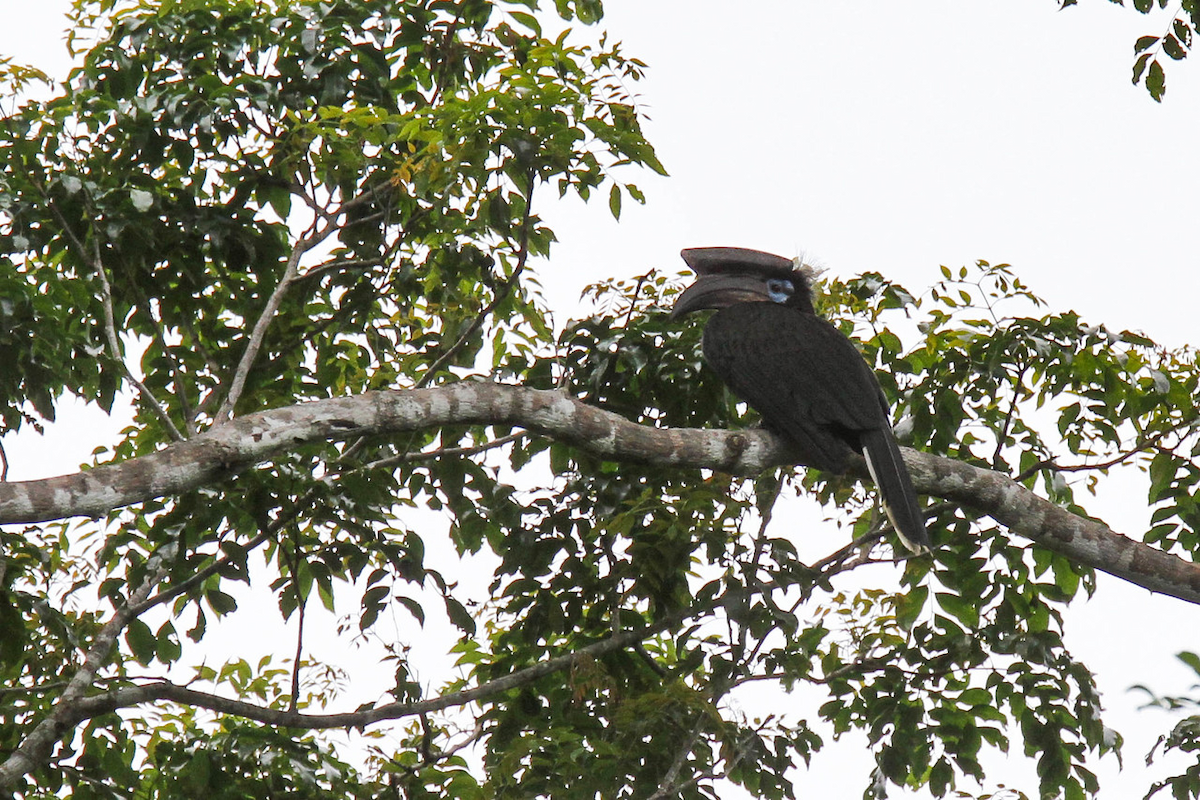 Black-casqued Hornbill - Robert Tizard