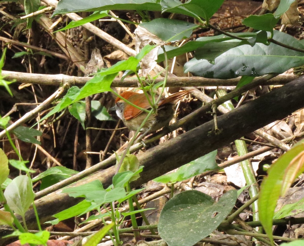 Rufous-capped Spinetail - ML122748791