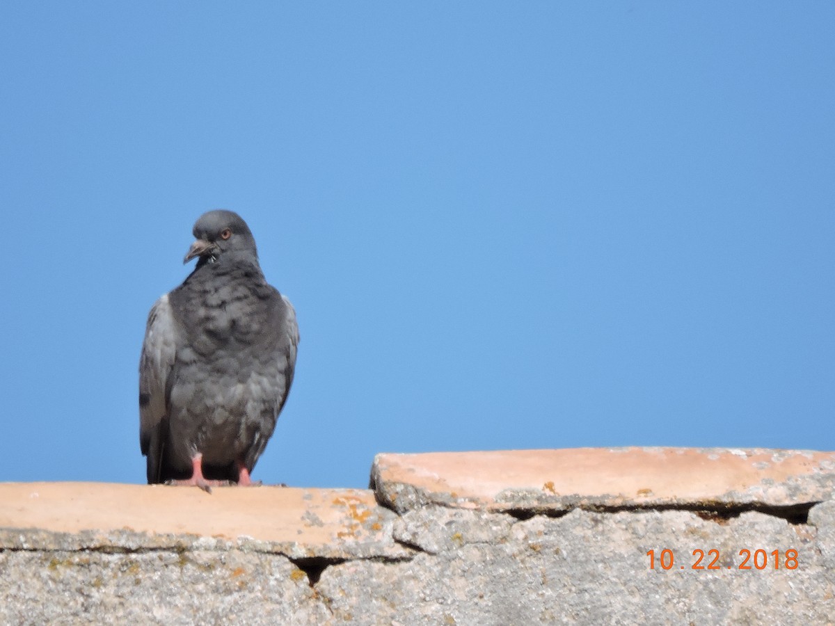 Rock Pigeon (Feral Pigeon) - ML122748821