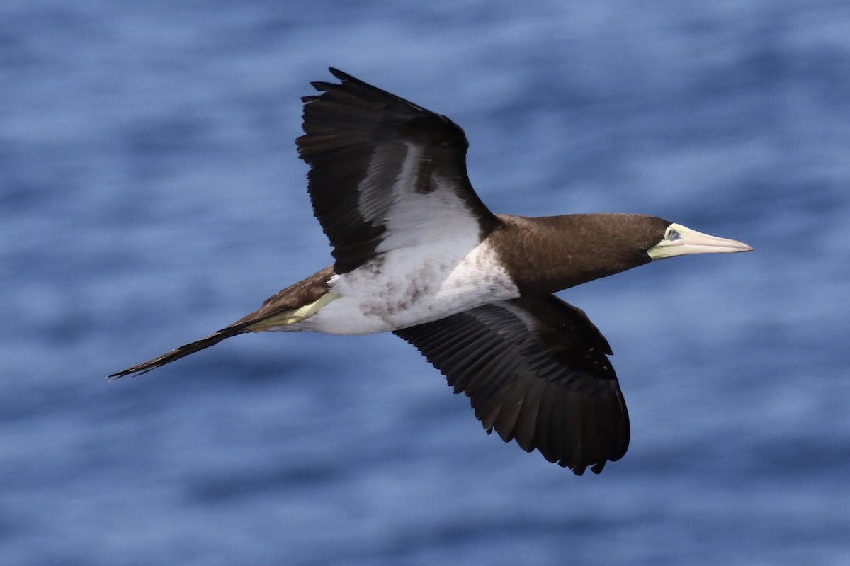 Brown Booby - Arnold Skei