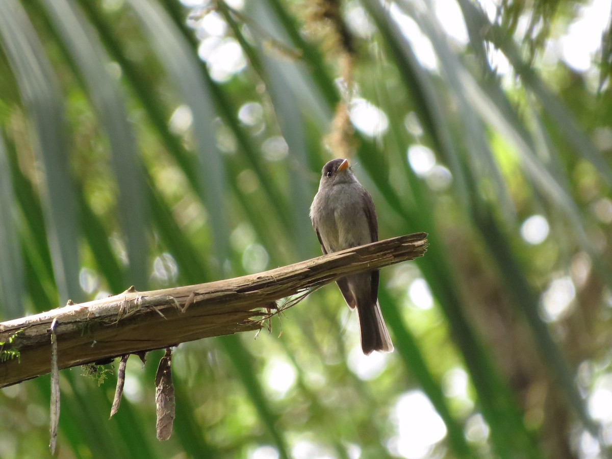 Southern Tropical Pewee - ML122749051