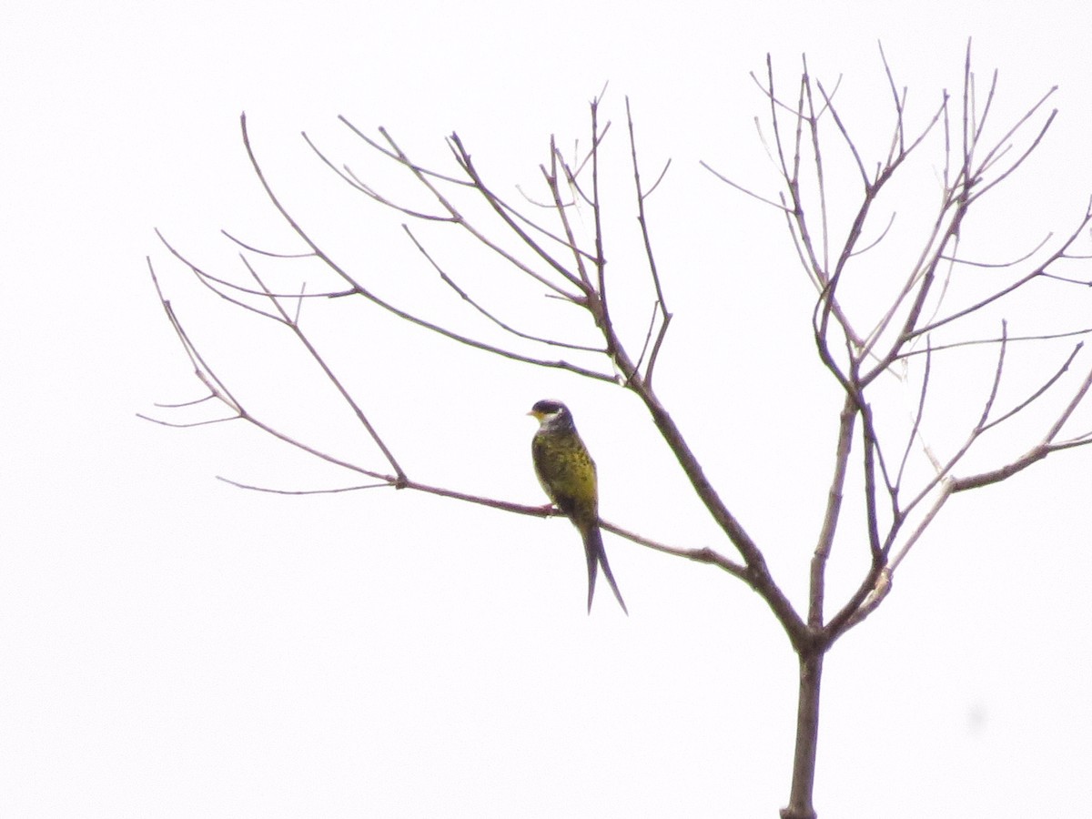 Swallow-tailed Cotinga - Barbara Carlson