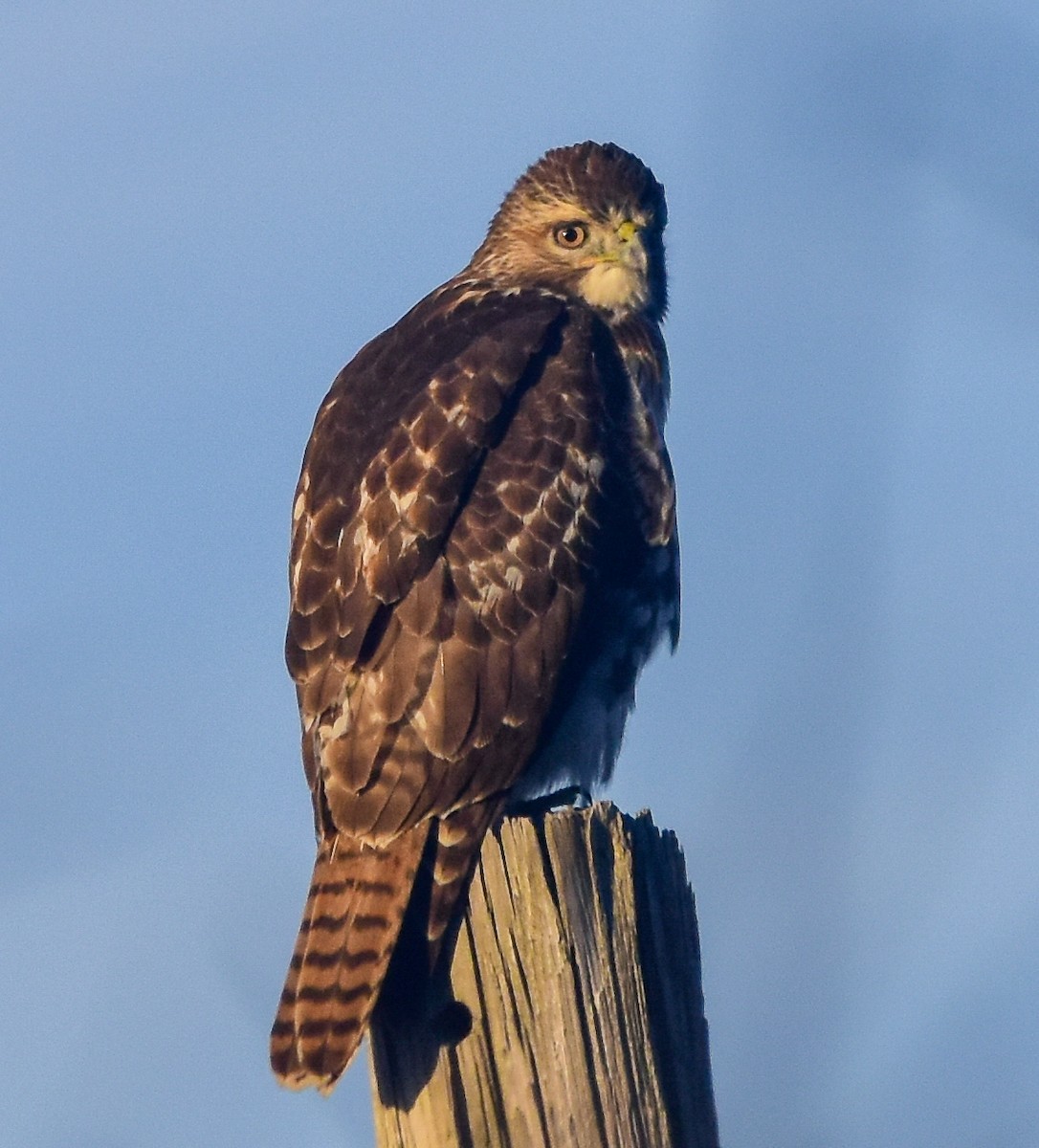 Red-tailed Hawk - ML122749131