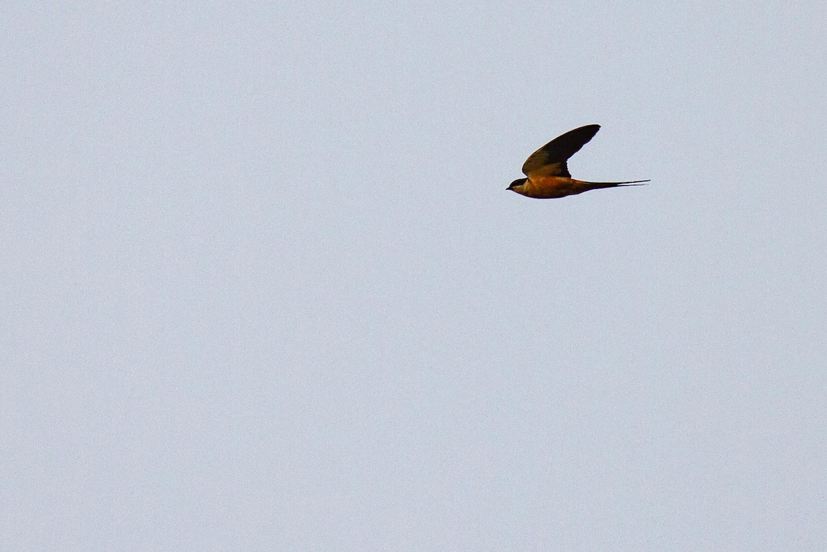 Rufous-chested Swallow - ML122749501