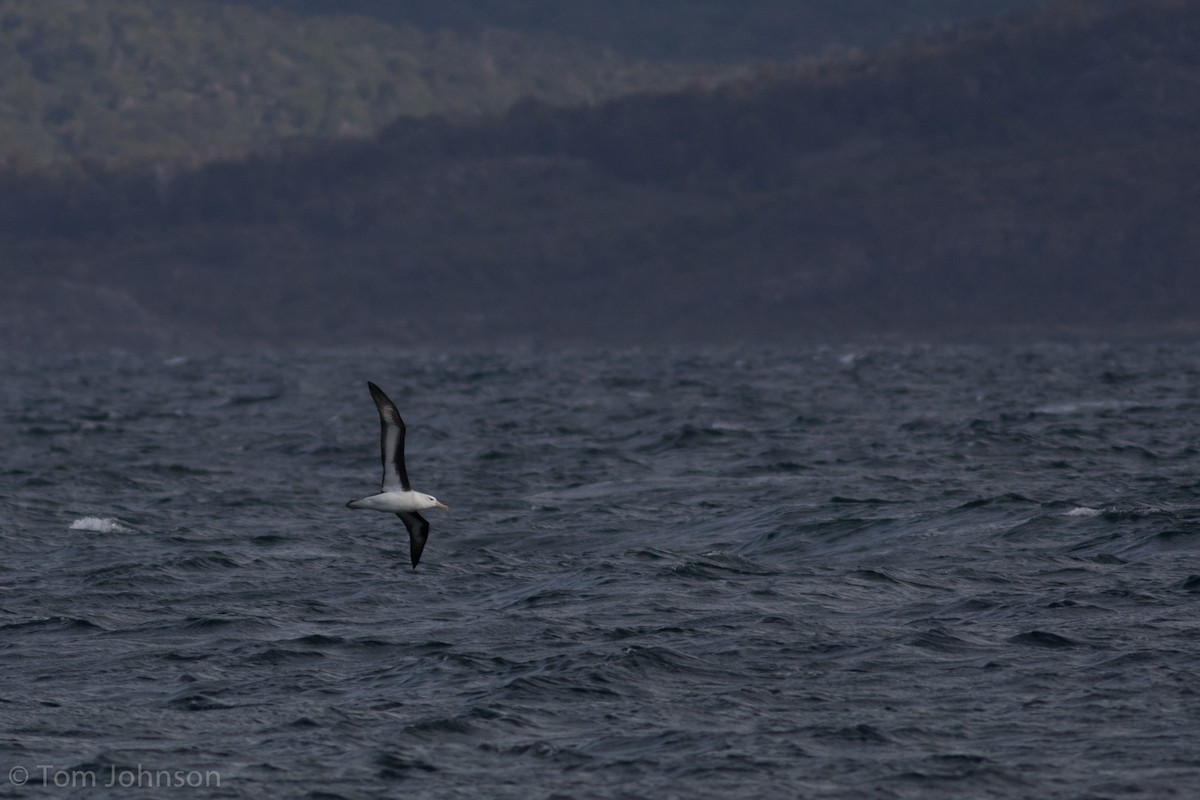 Black-browed Albatross - ML122752811