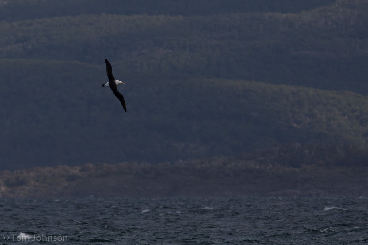 Black-browed Albatross - ML122752821