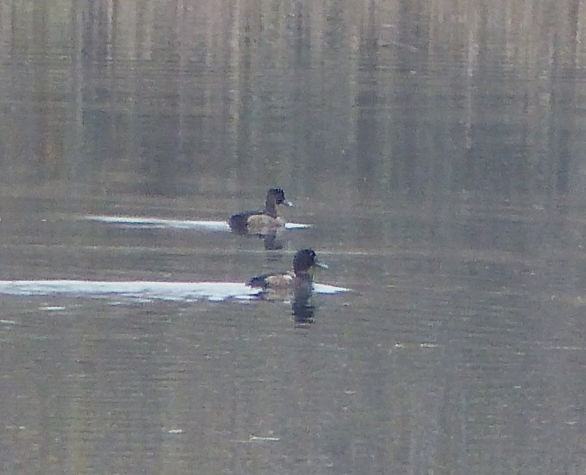 Greater Scaup - ML122754841