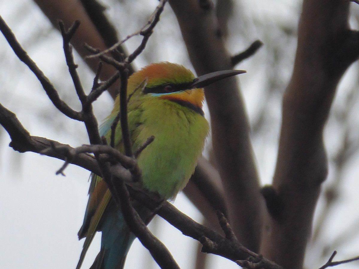 Rainbow Bee-eater - Christine D