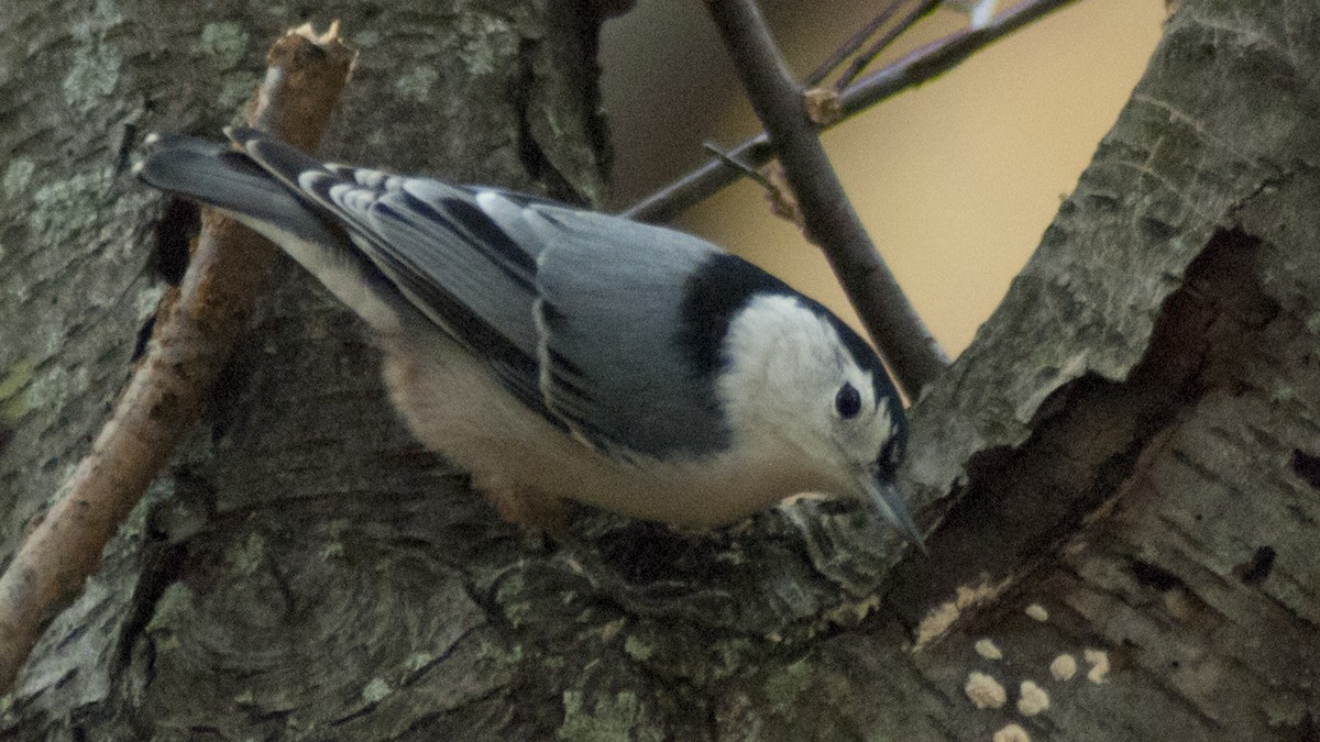 White-breasted Nuthatch - ML122756101